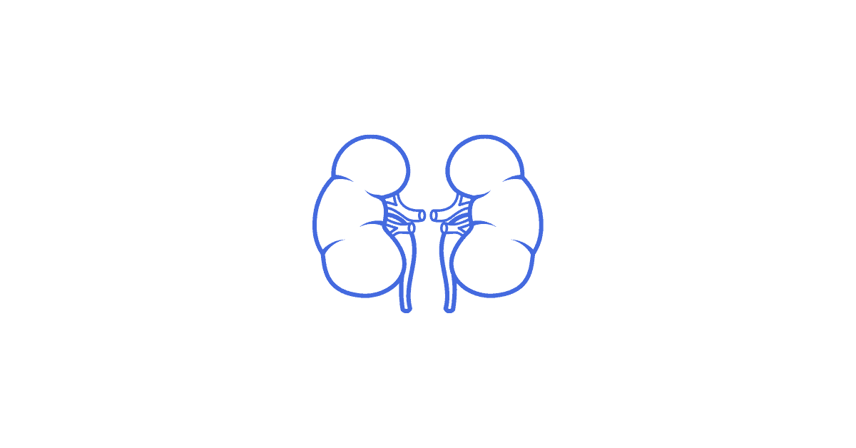 Graphic of the kidneys.