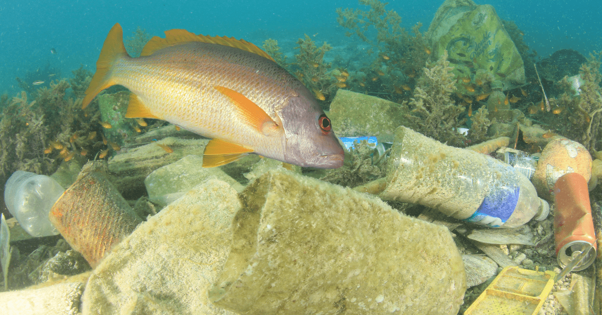 Our oceans are being polluted. Cancelling out the health benefits associated with eating fish.