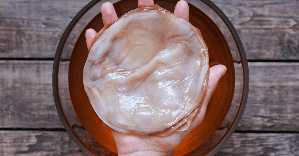 What is the Kombucha SCOBY?