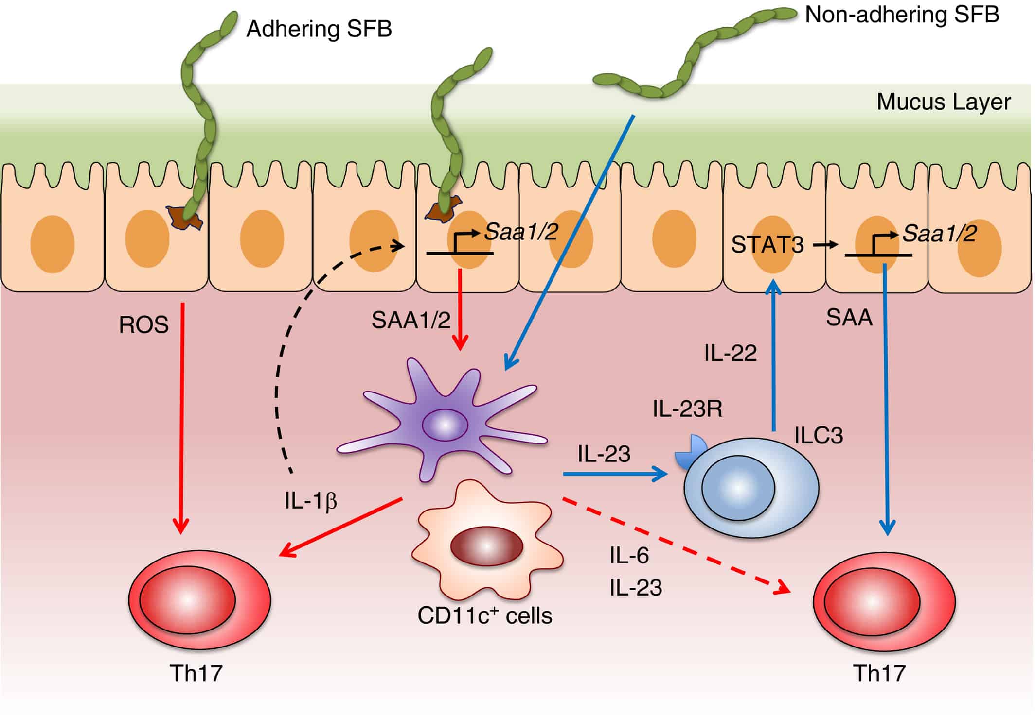 Segmented filamentous bacteria (SFB) adhesion and serum amyloid A (SAA) induction are critical factors in T helper type 17 (Th17) cell differentiation. Adhesion of SFB to the intestinal epithelial cells (IECs) of the ileum induces the production of SAA1 and SAA2. SAA proteins act on CD11c+ cells in the lamina propria (LP) to promote the production of interleukin-6 (IL-6) and IL-23 that foster differentiation of naive CD4+ T cells into Th17 cells. SAA also triggers antigen-presenting cells (APCs) to secrete IL-1β that induces Th17 cell differentiation. IL-1β from APCs can cycle back to act on IECs to elicit further SAA production, creating an amplification loop that favours greater Th17 cell induction. SFB adhesion to IEC also stimulates reactive oxygen species (ROS) that participate in the polarization of Th17 cells. In a separate signalling circuit where adhesion is not vital, SFB can stimulate production of IL-23 from APCs that subsequently acts on type 3 innate lymphoid cells (ILC3) to secrete IL-22. IL-22 from ILC3 signals through IEC in a STAT3-dependent manner to prompt the secretion of SAA that promotes the production of IL-17A from primed RORɣt+ Th17 cells.